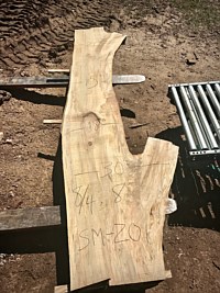 Ambrosia Maple